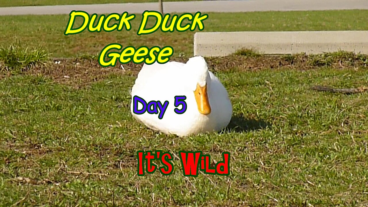 Duck Duck Geese Day 5 – It’s Wild