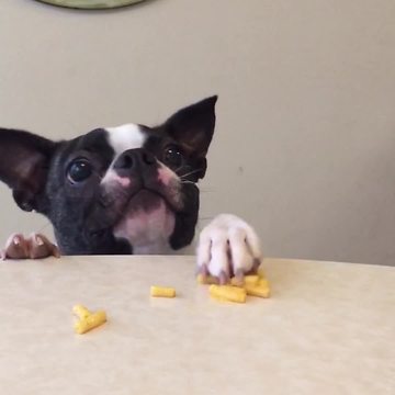 A Small Funny Dog Loves Mac And Cheese