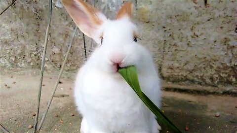 Cute and Chewy Bunny