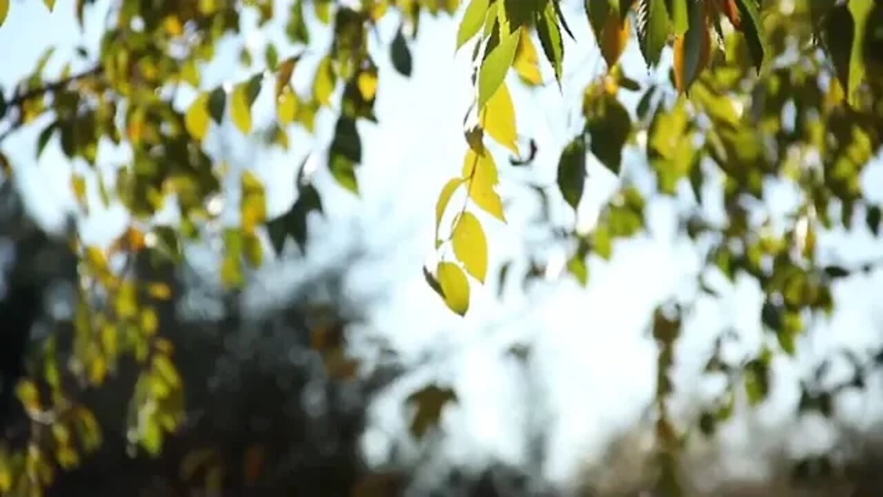 SOM DE PASSÁROS CANTANDO NA FLORESTA, MATA, CAMPO