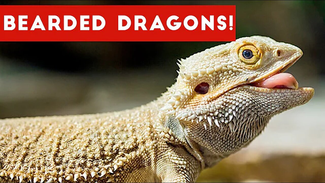 Funniest Cool Bearded Dragon Videos Weekly Compilation 2016 | Funny Pet Videos