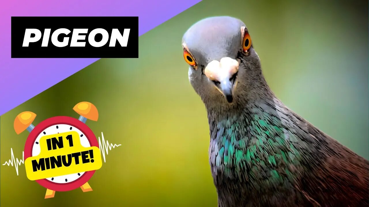 Pigeon - In 1 Minute! 🕊 Is It The Smartest Bird On The Planet? | 1 Minute Animals