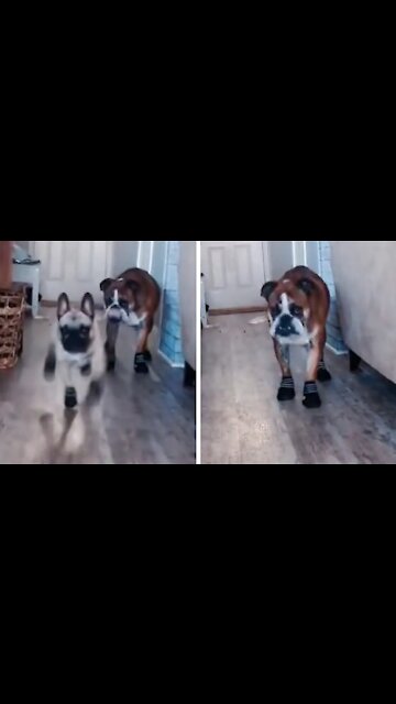 Puppies Parading In A Funny Way And Showing Their Charm To The World