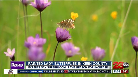 Painted Lady Butterflies in Kern County