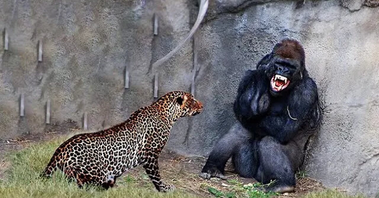 30 Times Animals Messed With The Wrong Opponent !