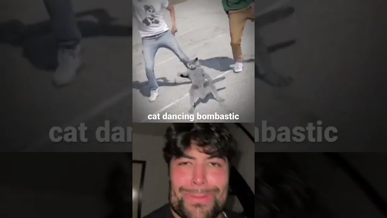 cat dancing bombastic