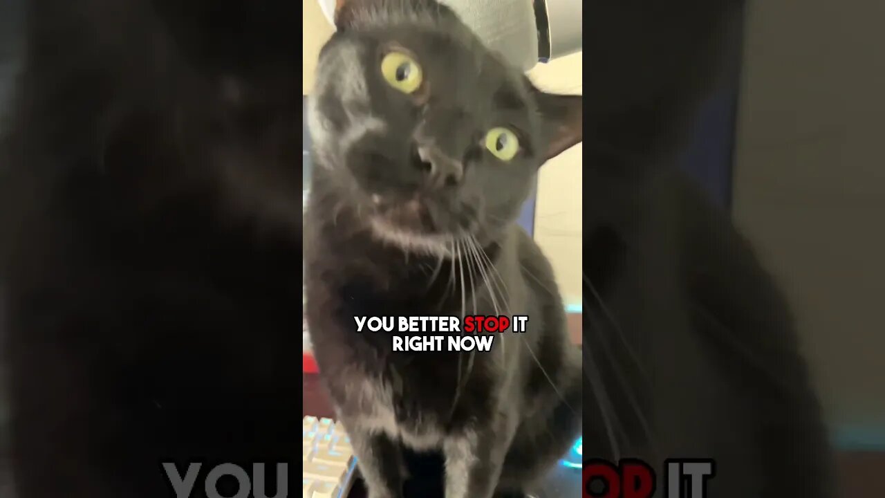 You are a beautiful thing❤️ #cat #blackcat #leonthecatdad #relationship #relateable