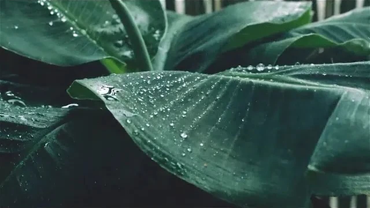 Relax and Unwind with the Sounds of Rain and Soothing Visuals