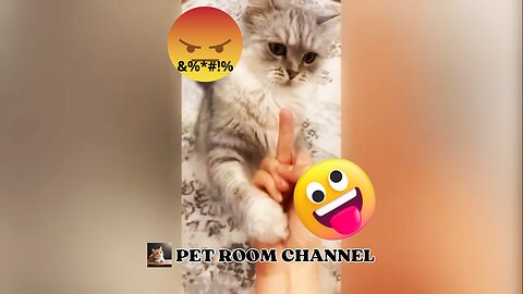 Paws and Laughs: Hilarious Cat Antics You Can't Miss!