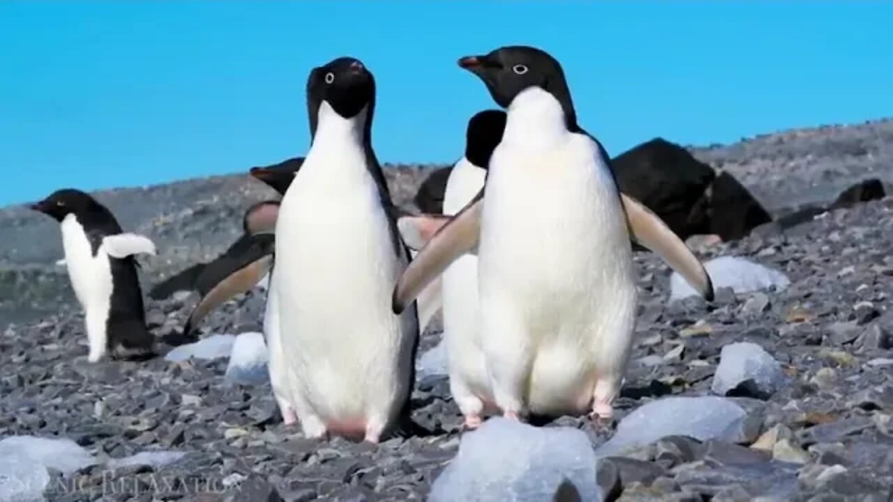 Antarctica 4K Scenic Relaxation Film With Calming Music 15