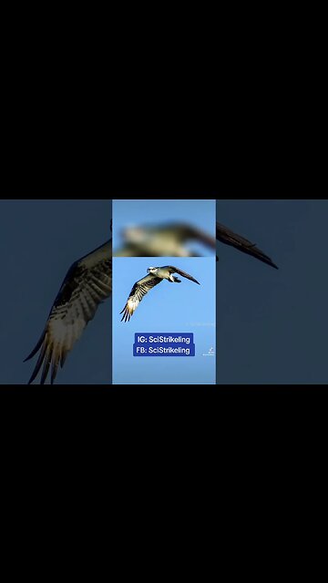 #photography #photographer #wildlife #wildlifephotography #sony #a6400