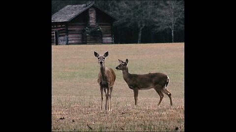 Deer in the Chickamauga Military Park