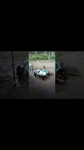 Ducks are having a good wash today