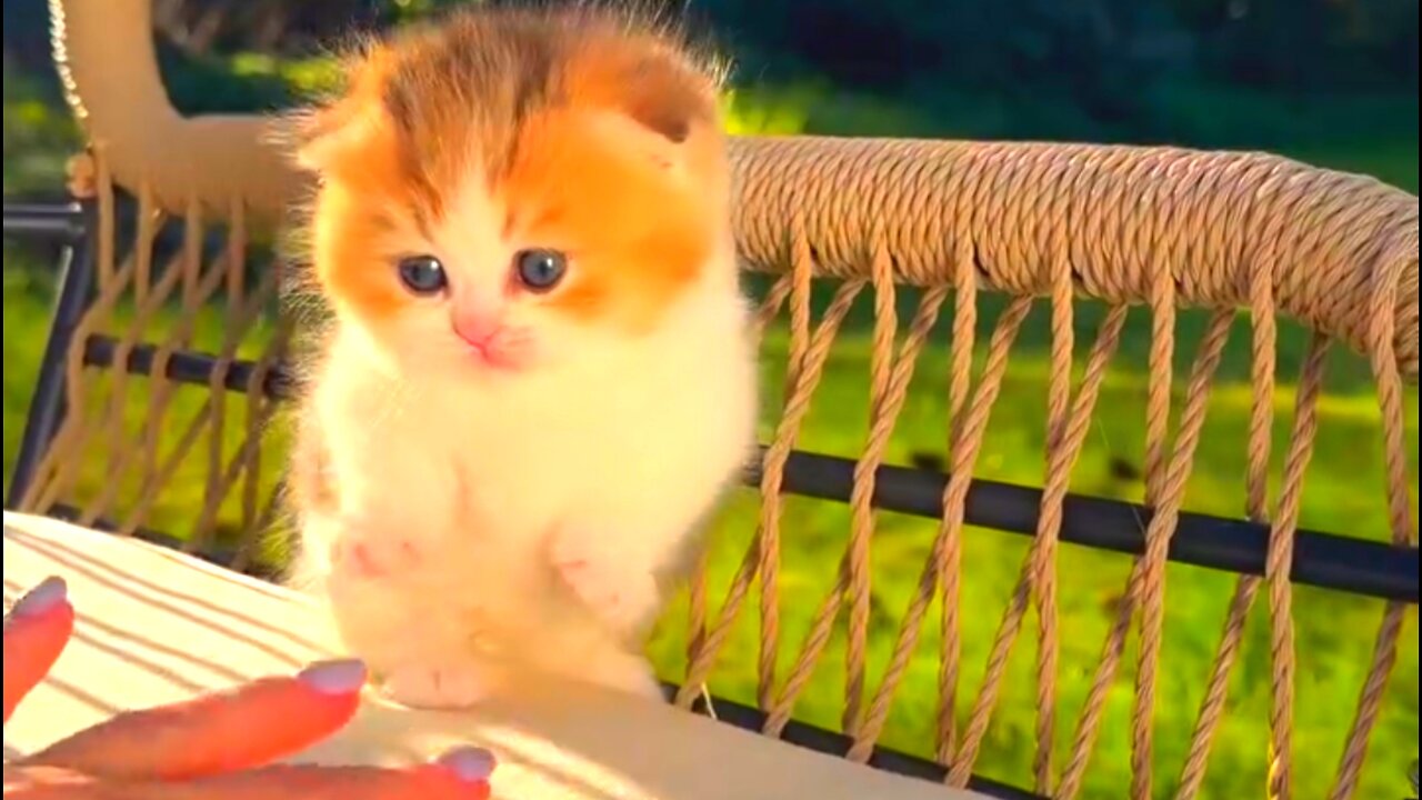 Ultimate Cute and Funny Cat Compilation 2024 Funny Pet Videos