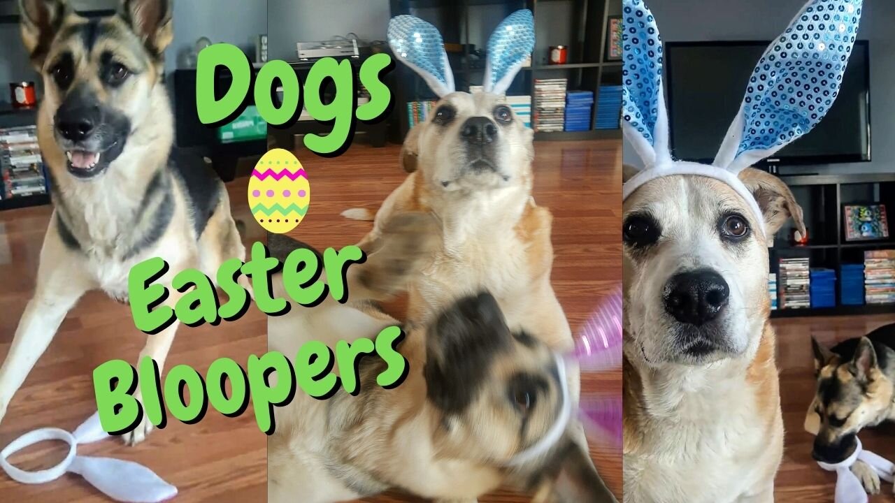 Dogs In Bunny Ears Easter Bloopers