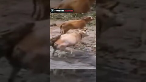 OMG 😱 #wildanimals #animals 2