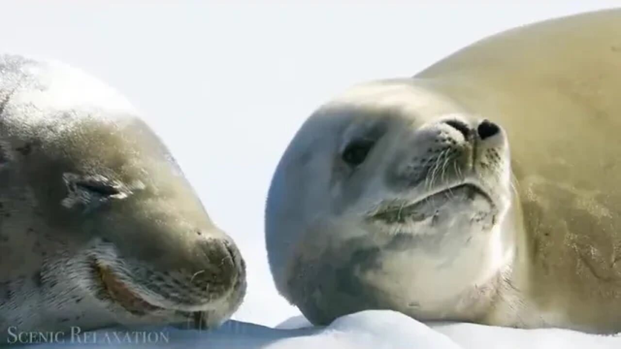 Antarctica & 4K Scenic & Relaxation & Film & With Calming Music