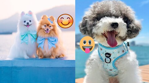 So cute dog 🐶 🐕🦮🐕‍🦺😄😃