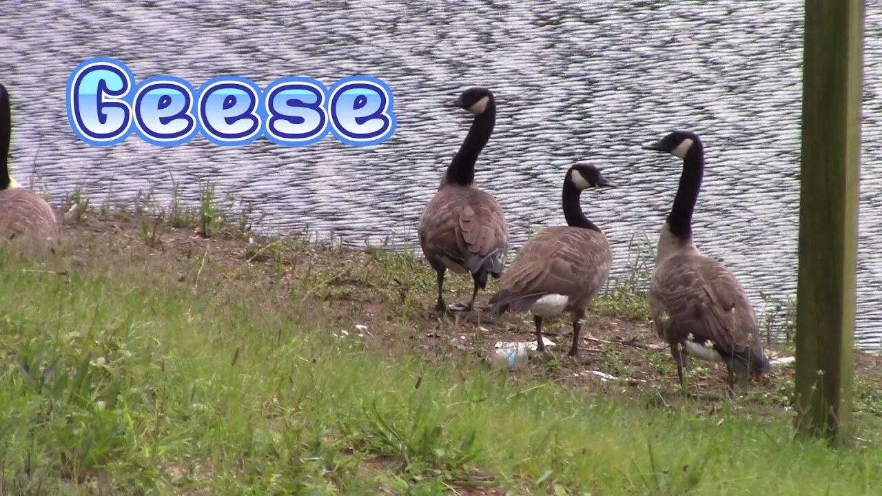 The Canadian Geese Are At Our Pond 🐦