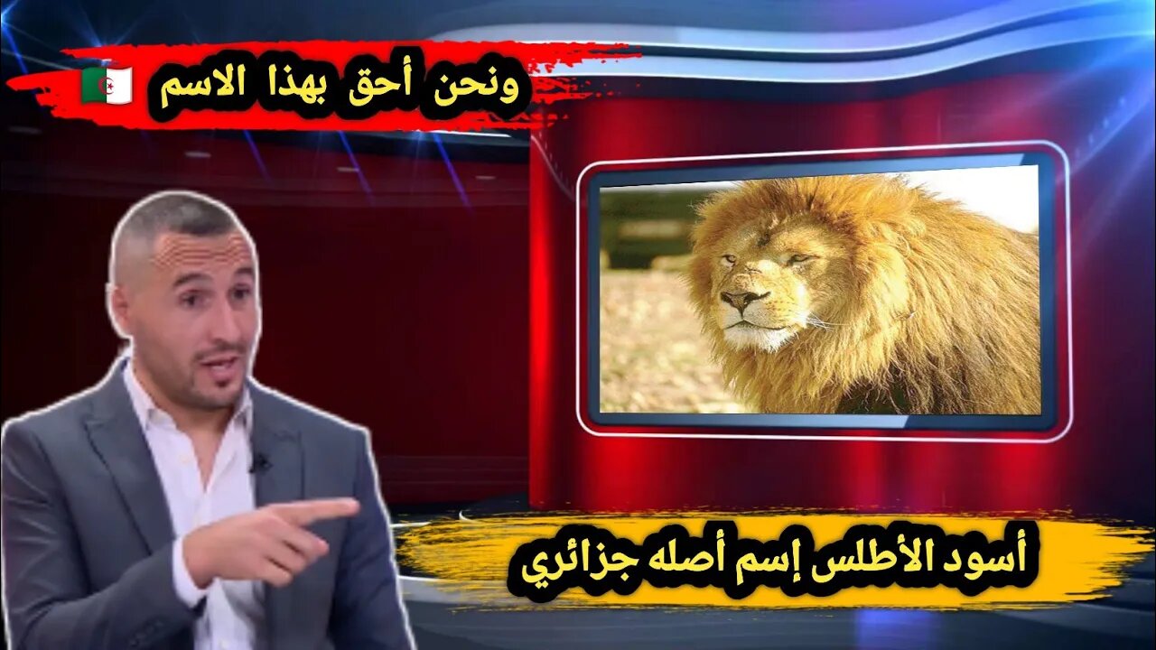 أسود الأطلس إسم أصله جزائري 🇩🇿 | ونحن احق بهذا الاسم 🤣