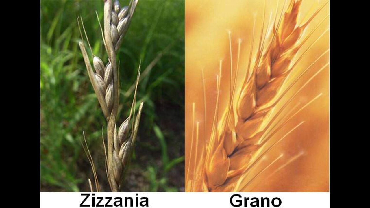 ZIZZANIE E GRANO, LE ZIZZANIE SARANNO BRUCIATE NELLA GEENNA