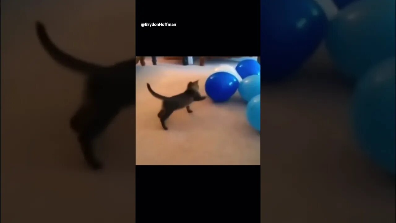 Funny Cat Meme 😂 pt.41 #shorts