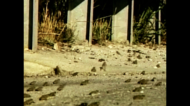 Mass Frog Suicide