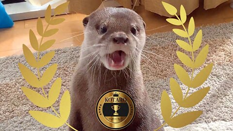 WATCH this cute OTTER do amazing TRICKS - INTELLIGENT