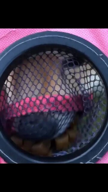 Pomeranian can't figure out how to reach treats inside net cupholder