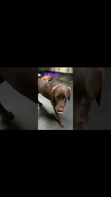 [Shorts 0155] ALTHEA [#dogs #doggos #doggos #puppies #dogdaycare]