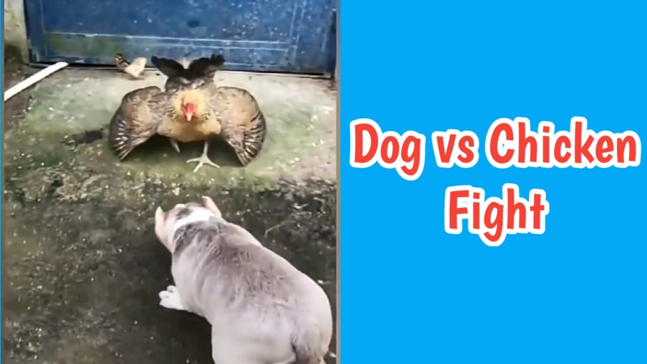 Chicken VS Dog Fight | Dog VS Chicken Fight