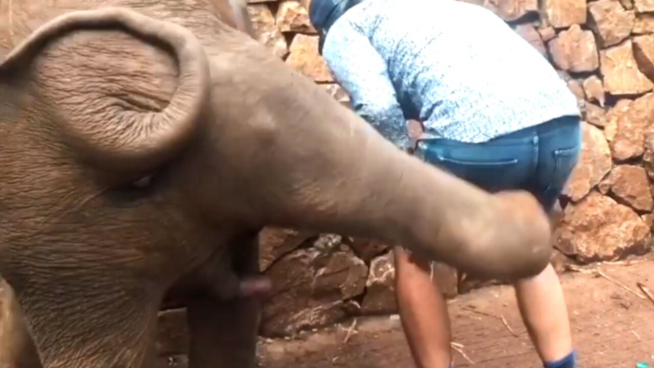 Watching these baby elephants is sure to brighten even the worst day 😍 ❤️