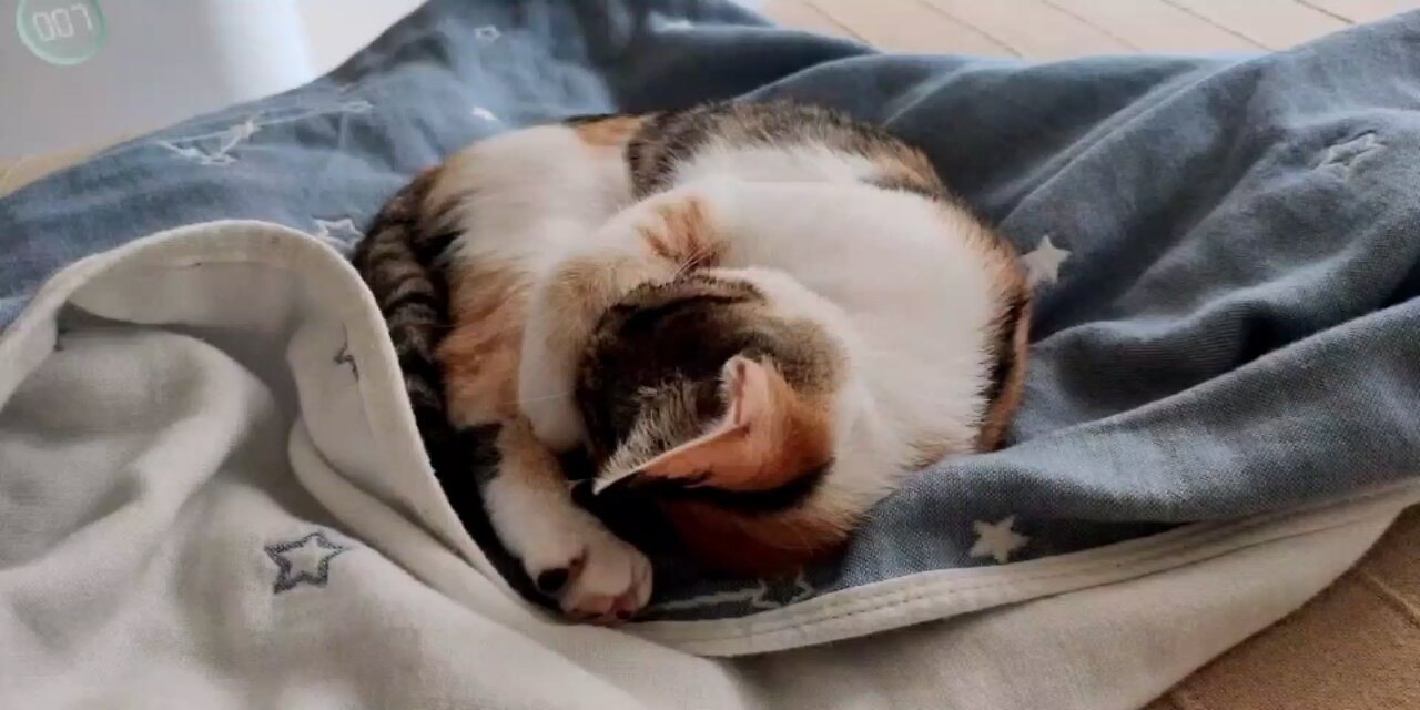 Sleeping cat