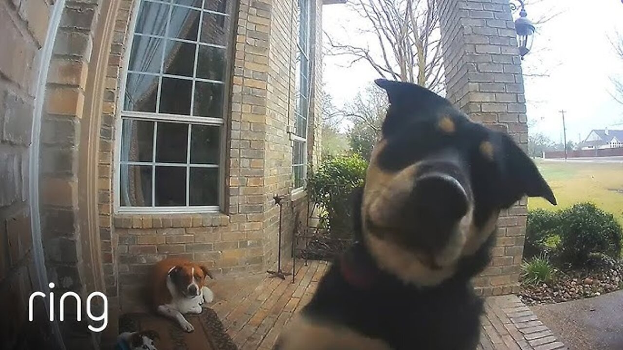 Family Dogs Learn to Use Ring Video Doorbell to Get Owner’s Attention