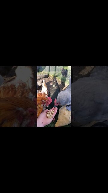 Hand Feeding The Chickens Some Snacks #chickens #chickenshorts