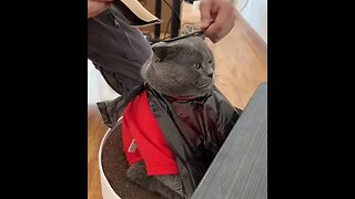 PLAYING CAT VIDEO MEAWWW