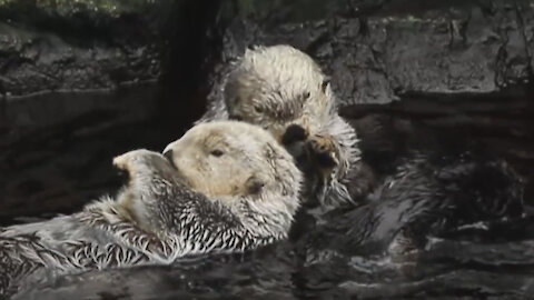 Otter