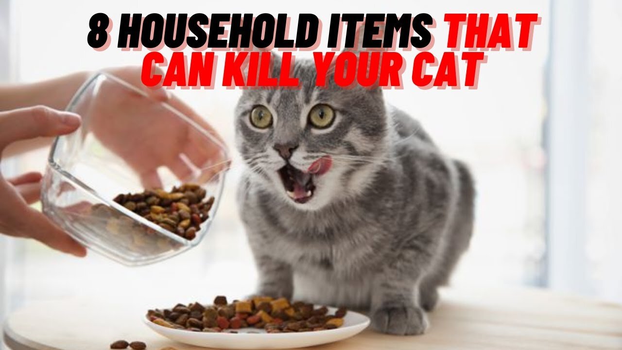 8 Homemade Items That Can Kill Your Cat