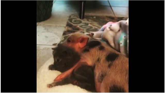 Mini pig cuddles with two-week-old kitten