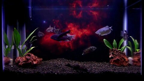 Red Hot Zone Aquarium Background