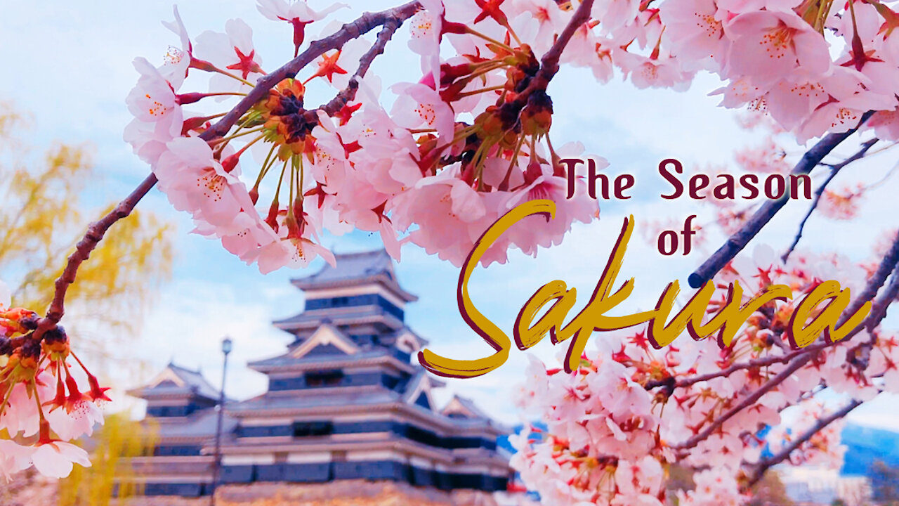 The season of Sakura / Relaxing video (for romantic mood, self love, feeling sentimental or in Love)