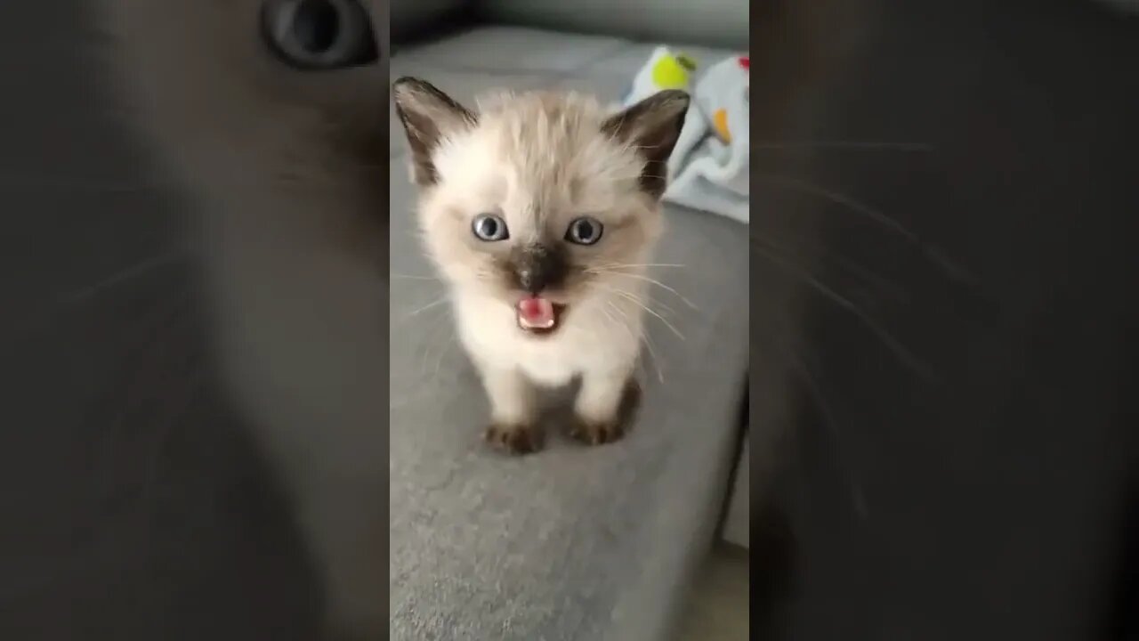 Cutest Tiktok Cat 🐈#cute #funnyanimals #funnyvideos #tiktok #cat 2022