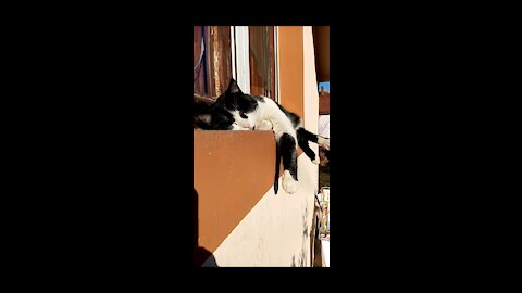 Cat can't fit on the window sill but that doesn't mean he can't sleep there