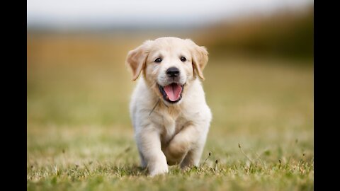 How to teach your dog to go to their bed ON COMMAND- best dog training process.