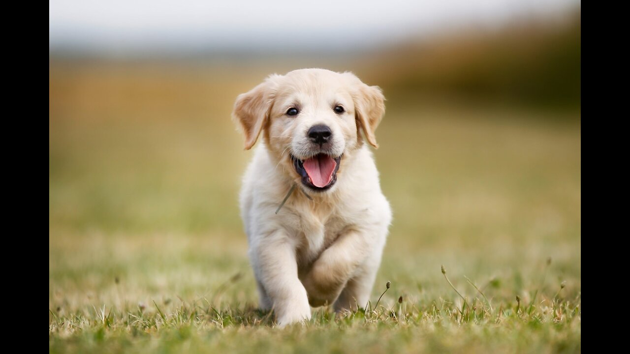 How to teach your dog to go to their bed ON COMMAND- best dog training process.