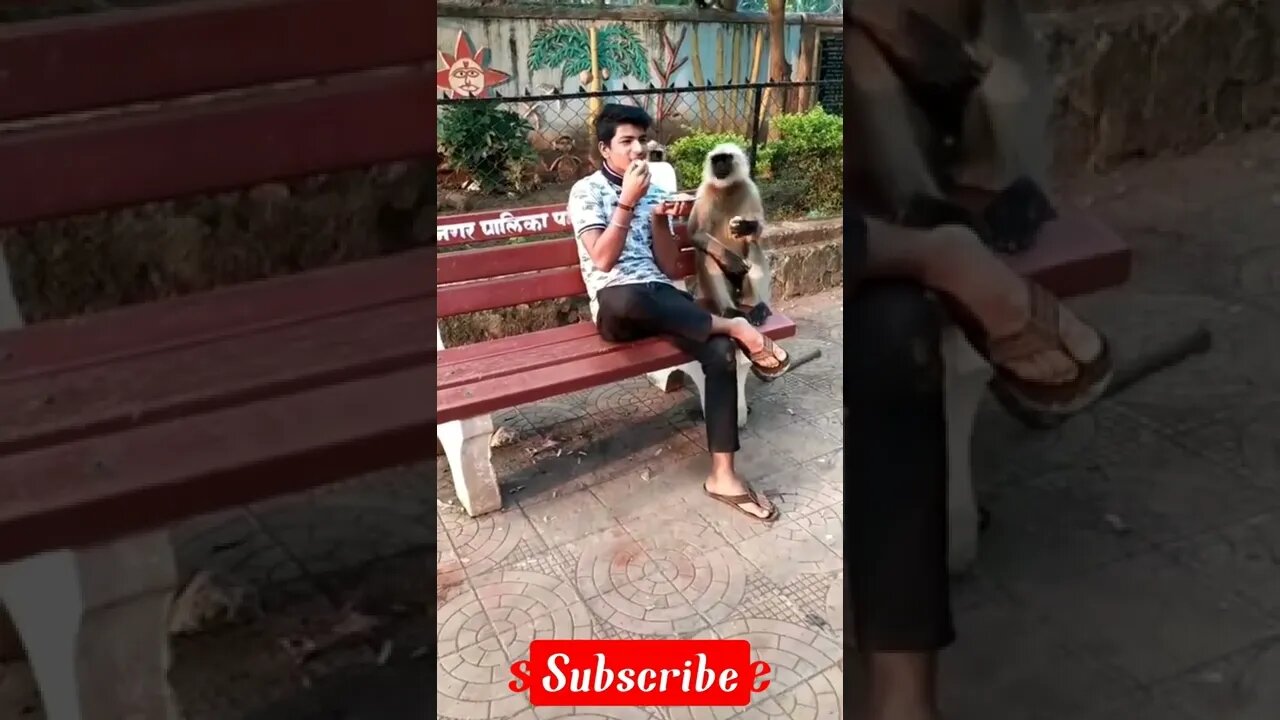 😜🤭funny monkey videos|funny monkeys|funny animal videos|try not to laugh|funny monkey video|#short,😂