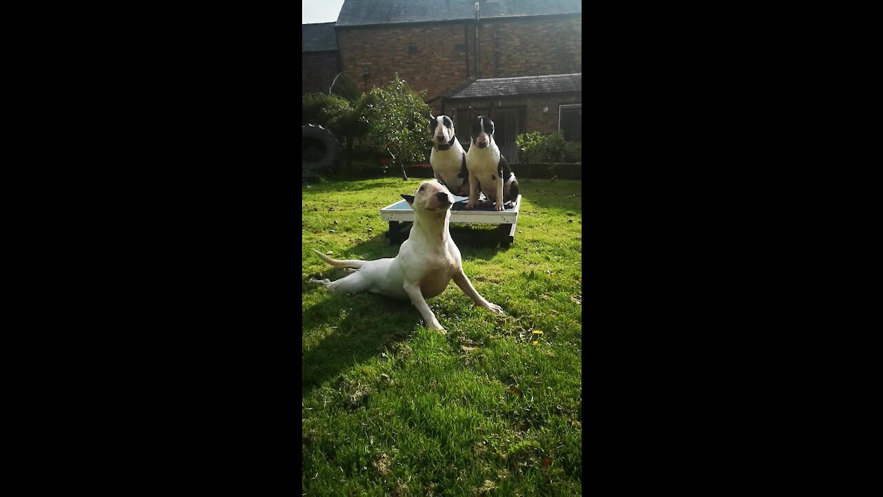 Bull Terrier puppies totally embarrassed by mom's awkward actions