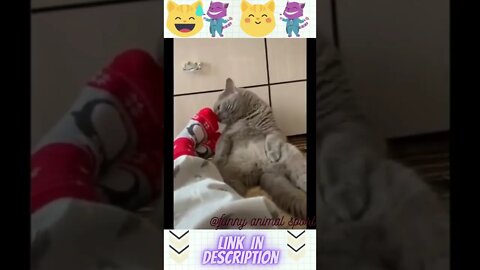 funny animal cat