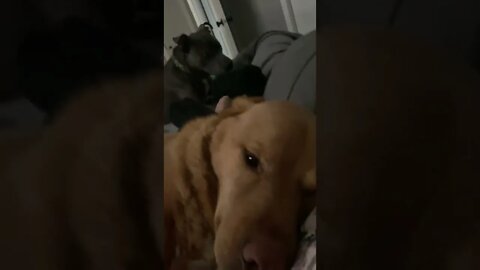When you want to sleep but your brother demands breakfast