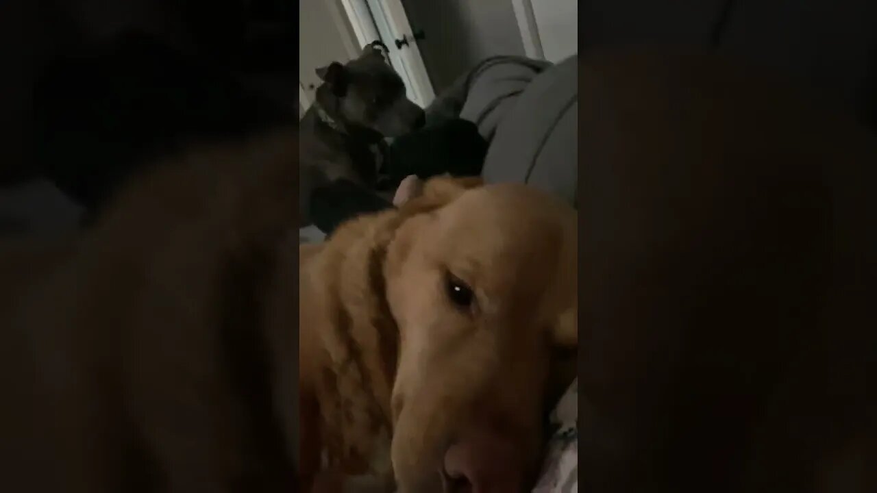 When you want to sleep but your brother demands breakfast